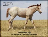 FQHR LADY BLACKBURN'S 2014 FILLY